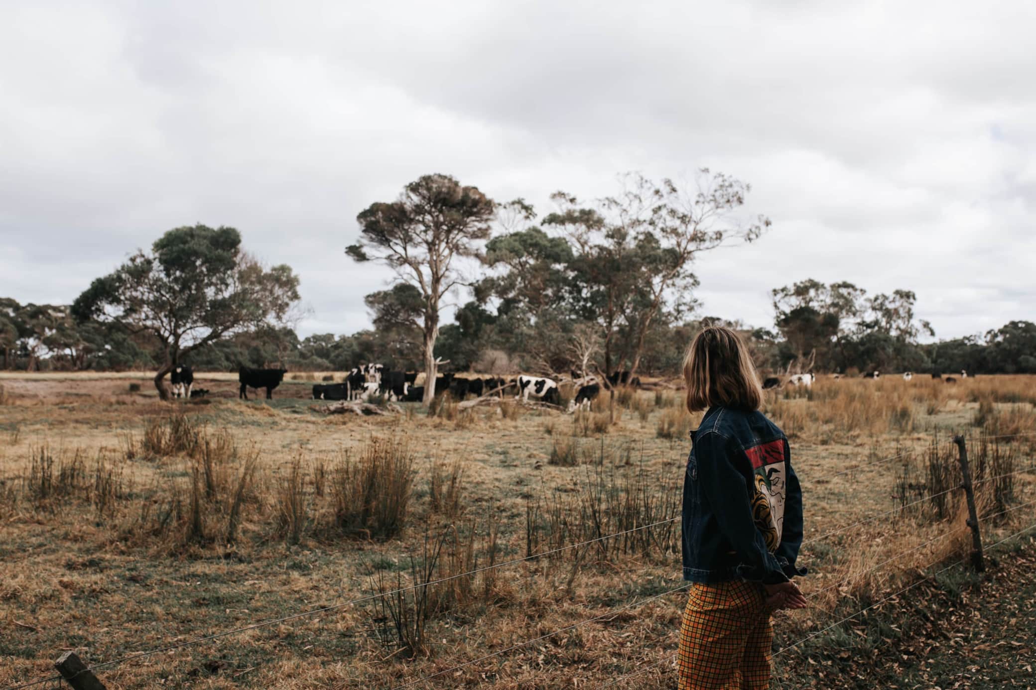Cows Over The Fence