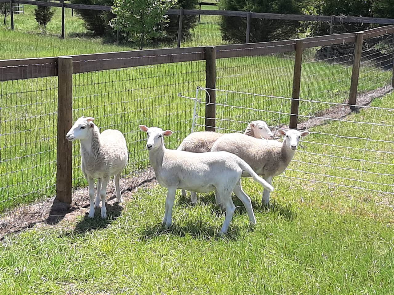 Our sheep are such a peaceful pleasure, we are looking to add more!