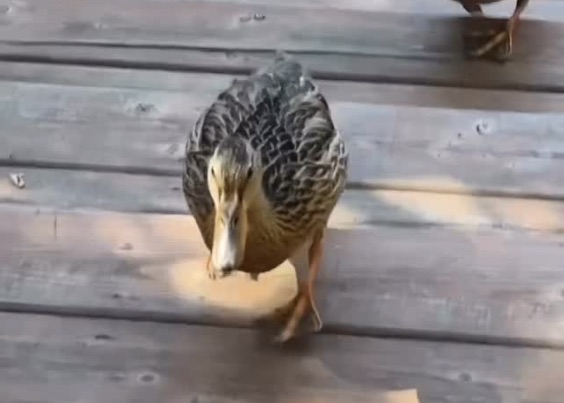 CozyCottages Instagram Reel