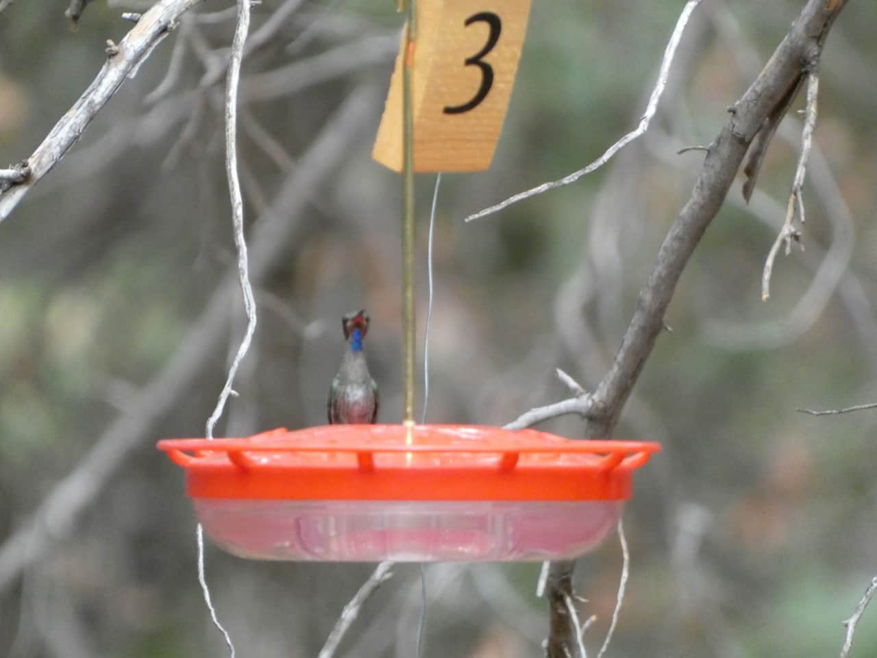 Blue Throated Mountain Gem