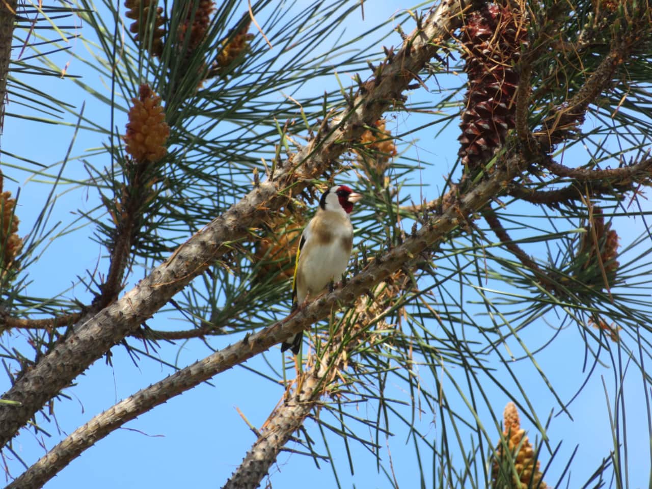 Vogels - Putter