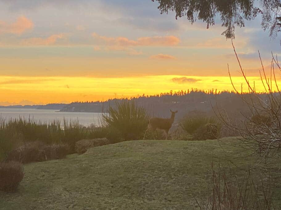 Sunrise with the deer from the living room. 