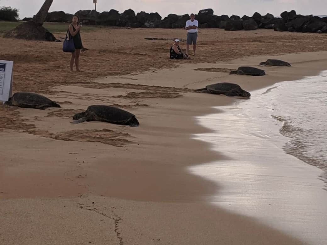 Turtles Turtles