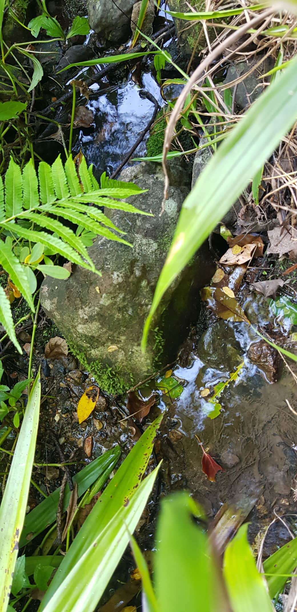 The soothing warble of the stream running by will smooth your cares away!