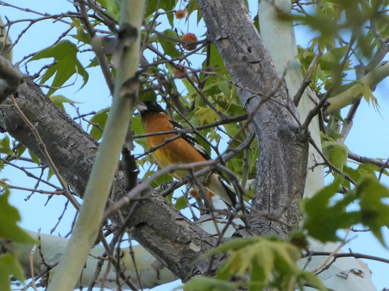 Black Headed Grosbeak