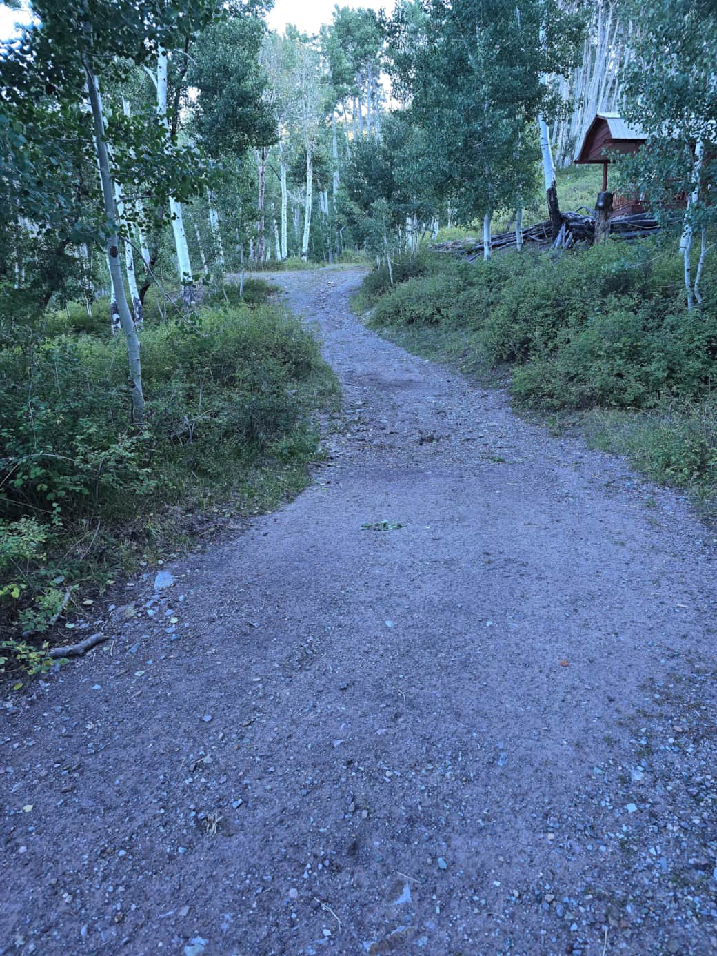 Roadway to Lake Cabin