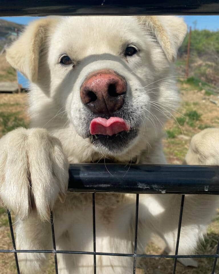 Breck wants to say hi!