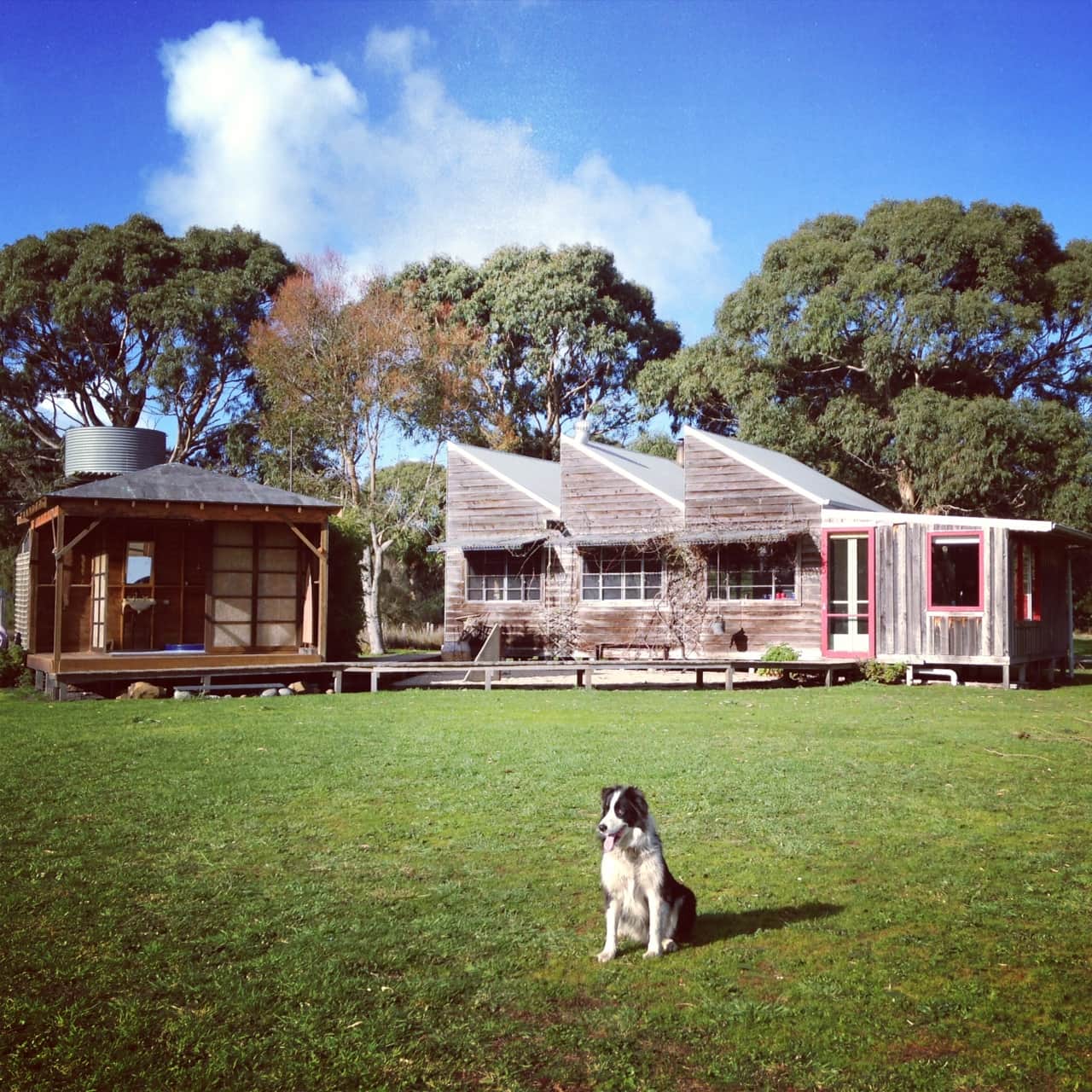 Vincent Boarder Collie.jpg