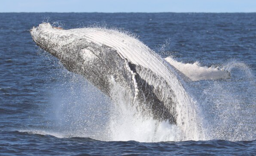 40 SussexGardenStays (SGS) Whales Jervis Bay