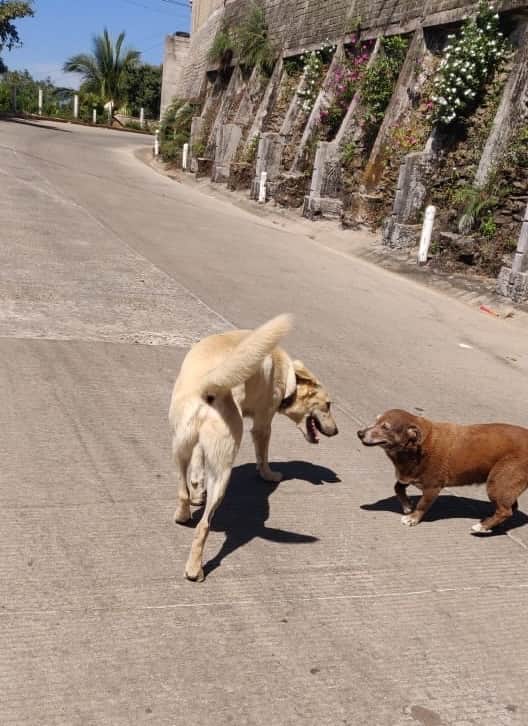 Facebook and Morenita on a walk