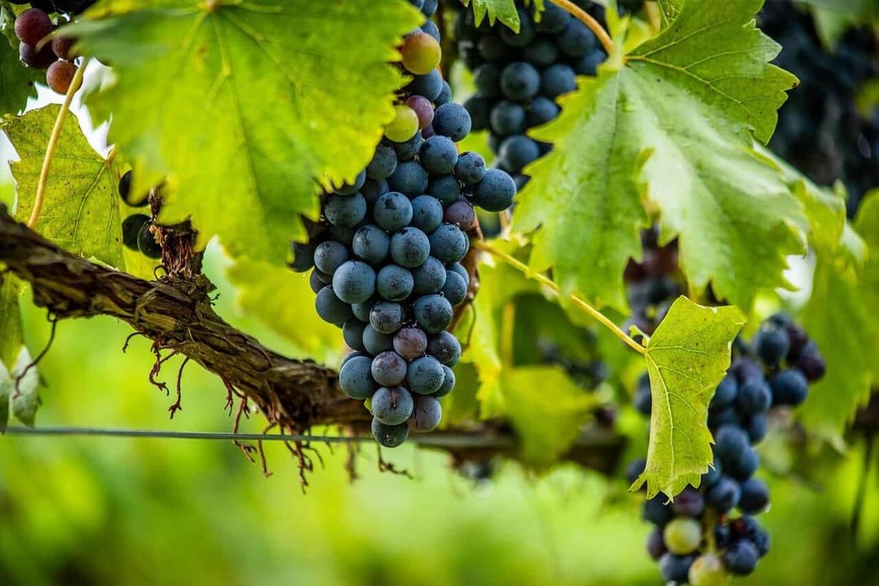 Reife Weintrauben am Rebstock in einem Weinberg bei Worms.