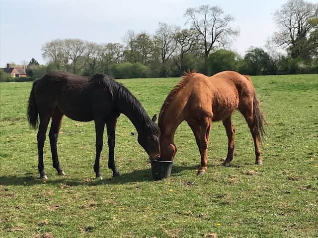 Paddock Fields
