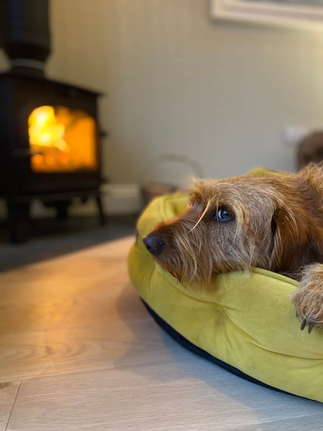Dog friendly accommodation 