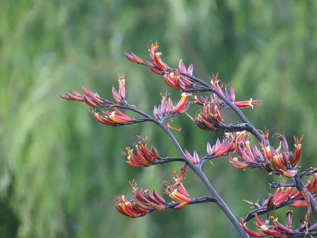 Korari - Flax Flowers