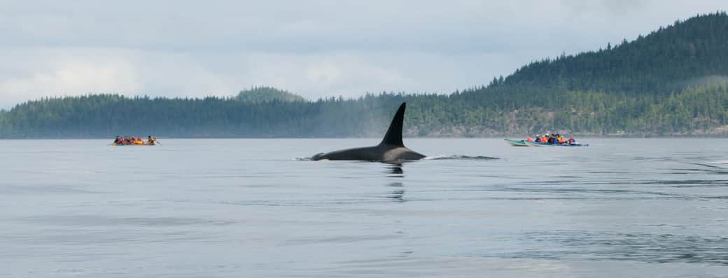 Outdoors & Nature in Alert Bay — whale watching in Johnstone Strait
