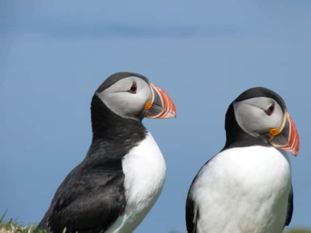 Two puffins photographed on a Turus Mara island trip