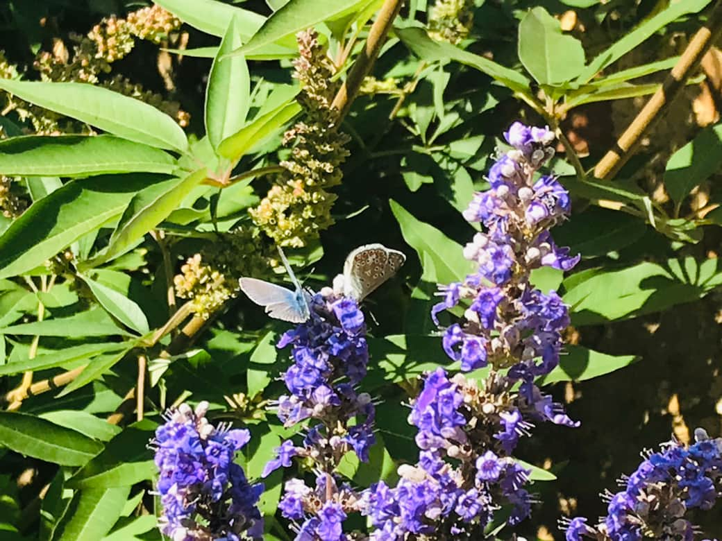 La Blatière - Butterflies