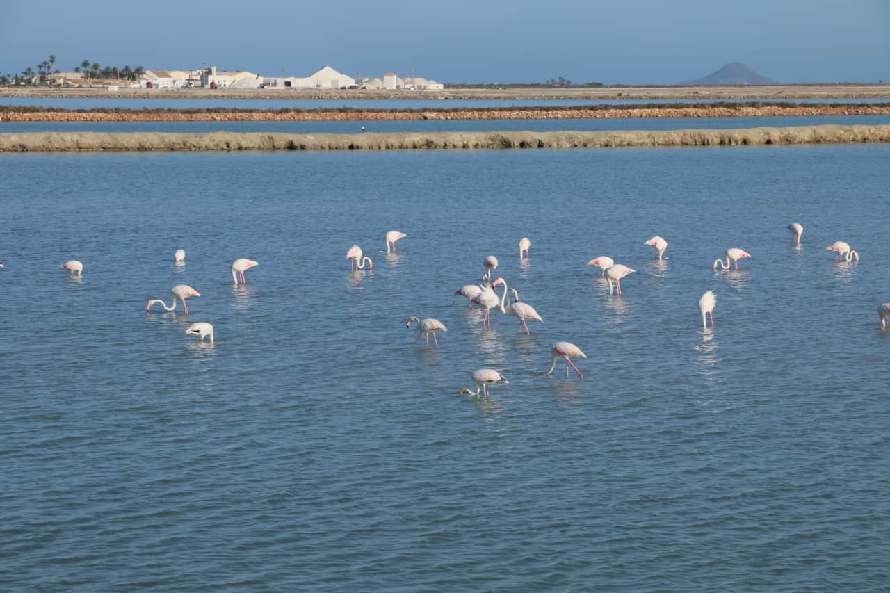Flamingos at les de salinas by san pedro del pinatar by marmenor in southern spain 2016 b