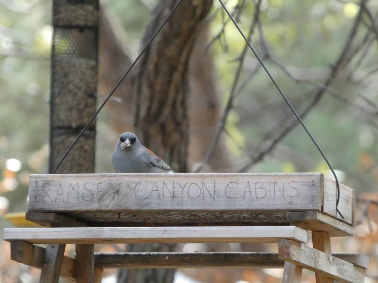 Dark Eyed Junco