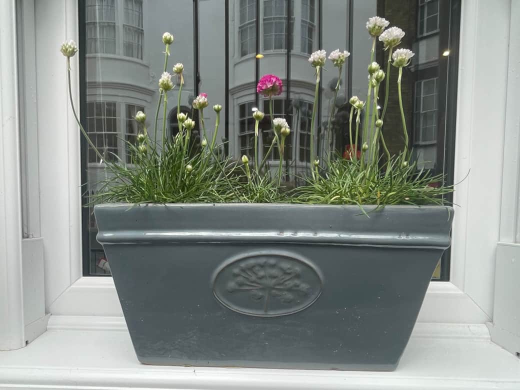 Thrift in the window box at Bluebirds Holiday Cottage Ramsgate