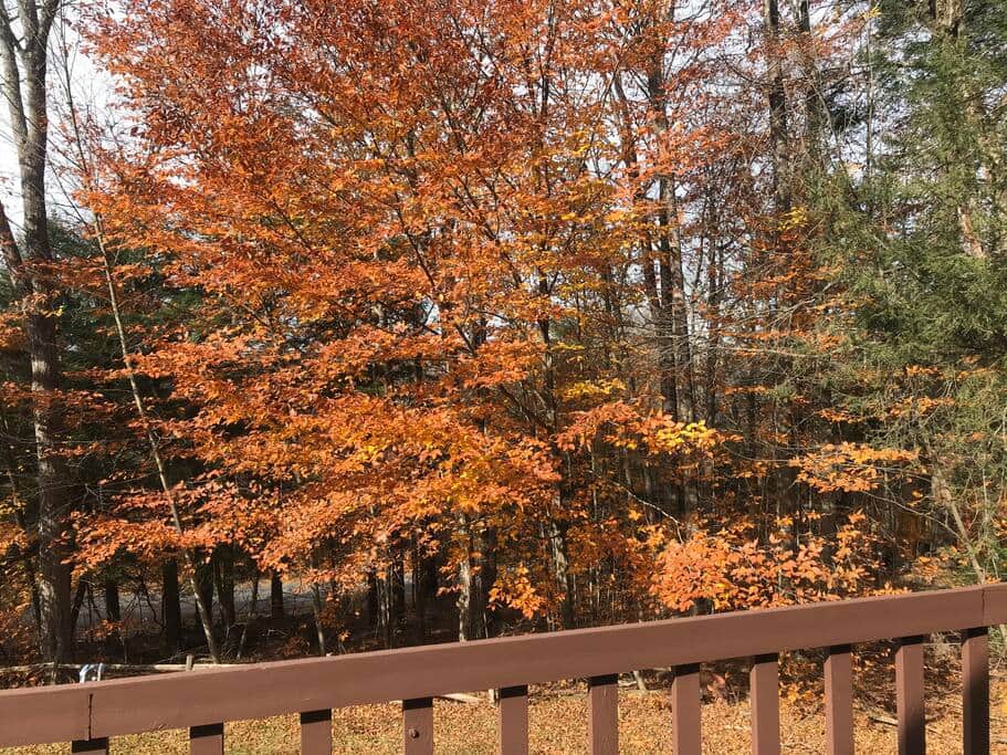 Autumn views from the front deck.