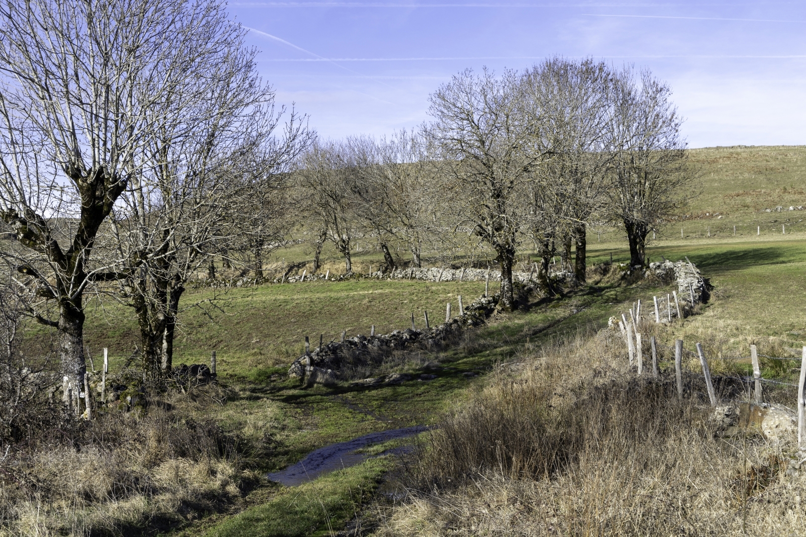 Aubrac in Winnter