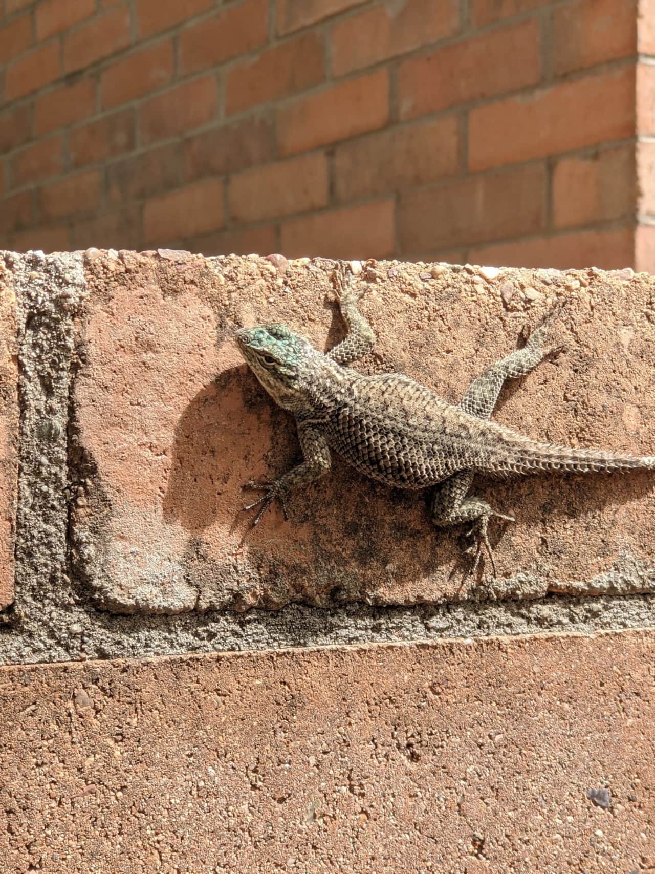 Canyon Lizard, there are several of these that live on the property at Ramsey Canyon.  You will also see Alligator Lizards, they have very short limbs, don't mistake them for a snake!