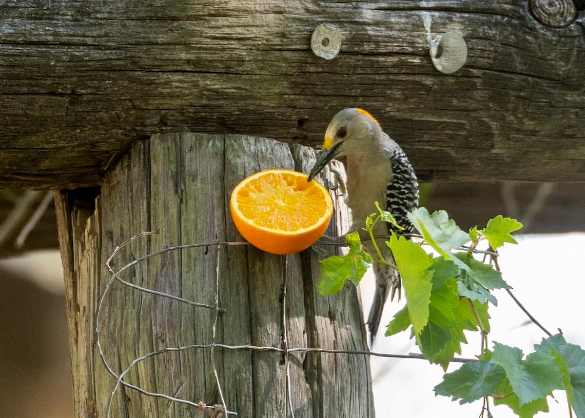 Steve Holzman_Golden-fronted Woodpecker