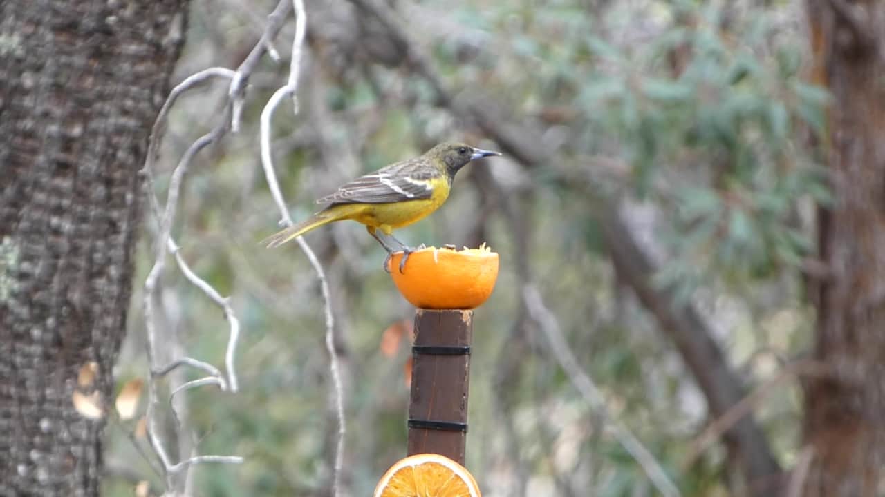 Immature Scotts Oriole