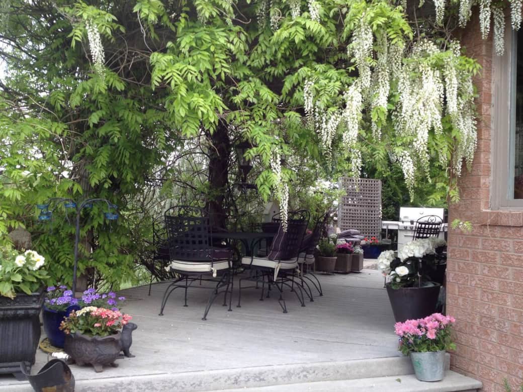 Enjoy your java under the white wisteria on the deck with a view as far as your eye can see of a vineyard.
