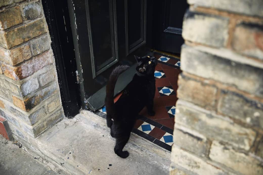 Friendly neighbourhood cat