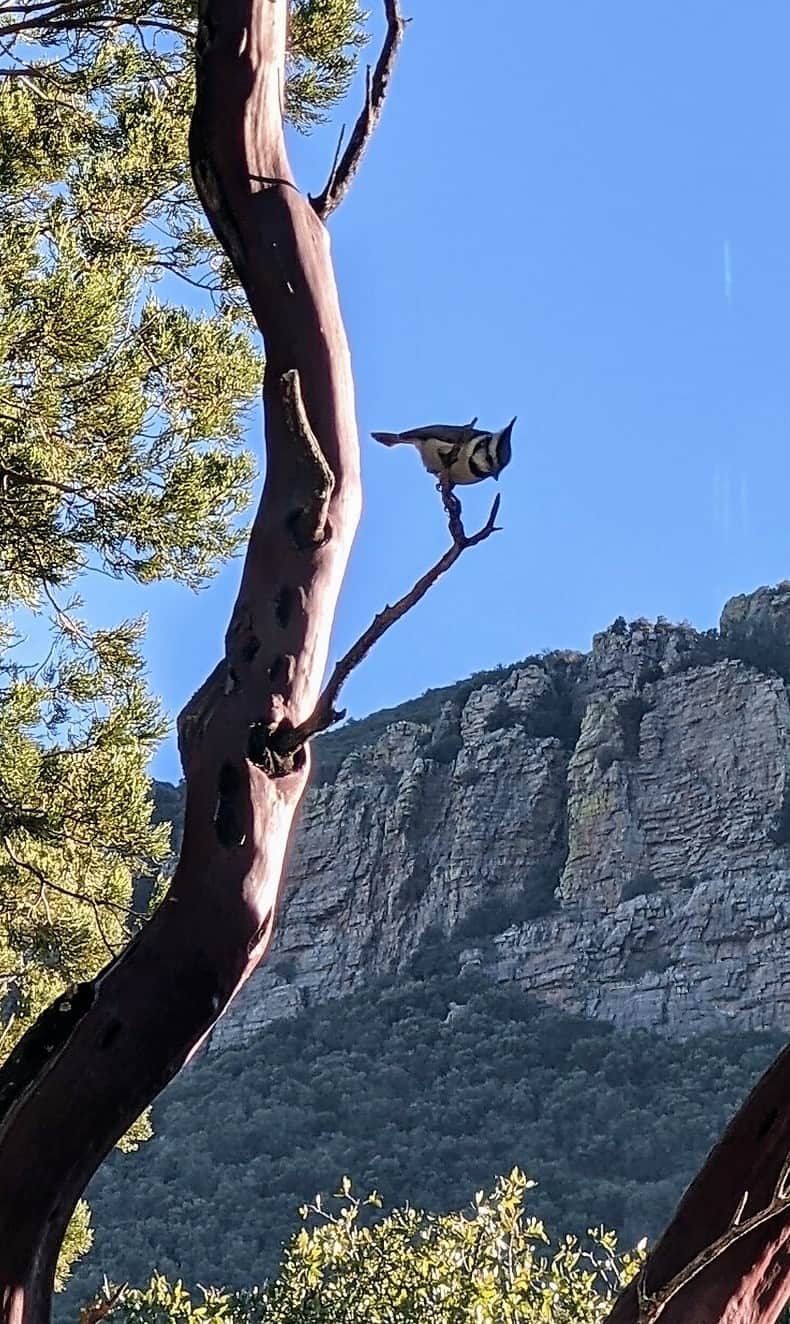 Bridled Titmouse