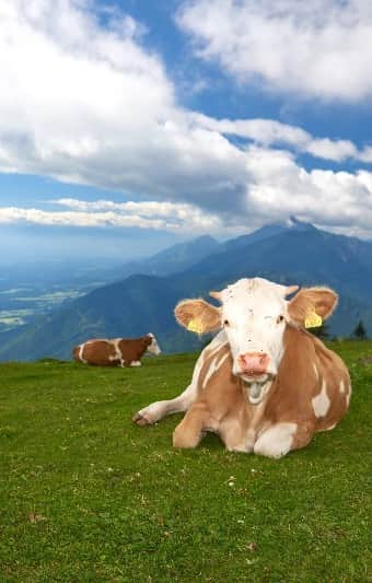 Krvavec Cow