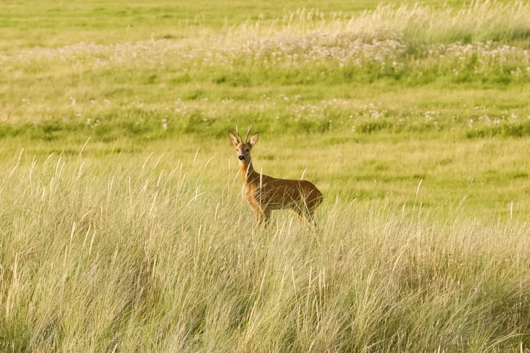 Ree in de duinen vlakbij het park