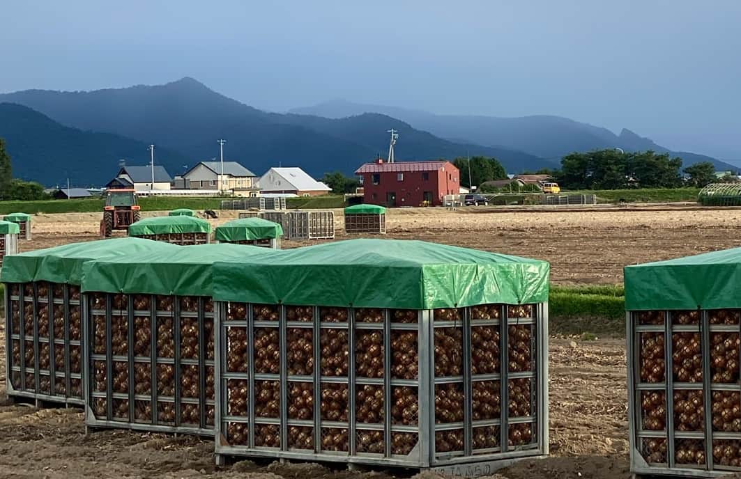夏の終わりに玉ねぎの収穫季節 夏の終わりに玉ねぎの収穫季節
