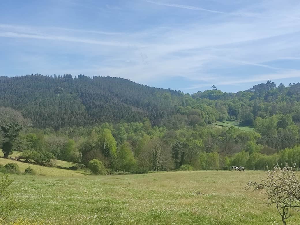 Monte y bosque visto desde el jardín