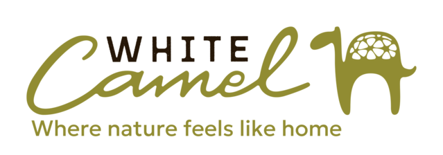 White Camel