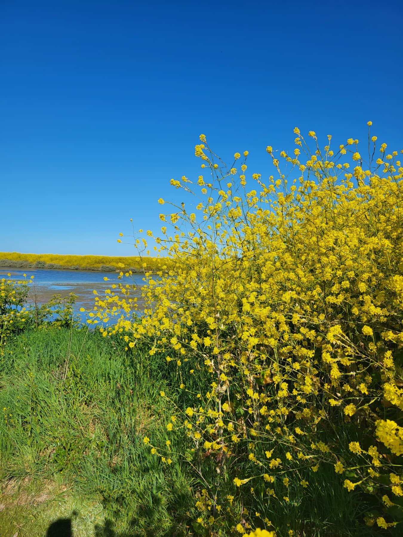 Les Marais Salants