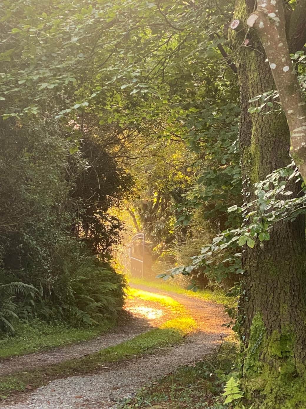 Morning Light