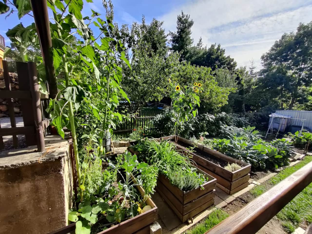 kitchen garden