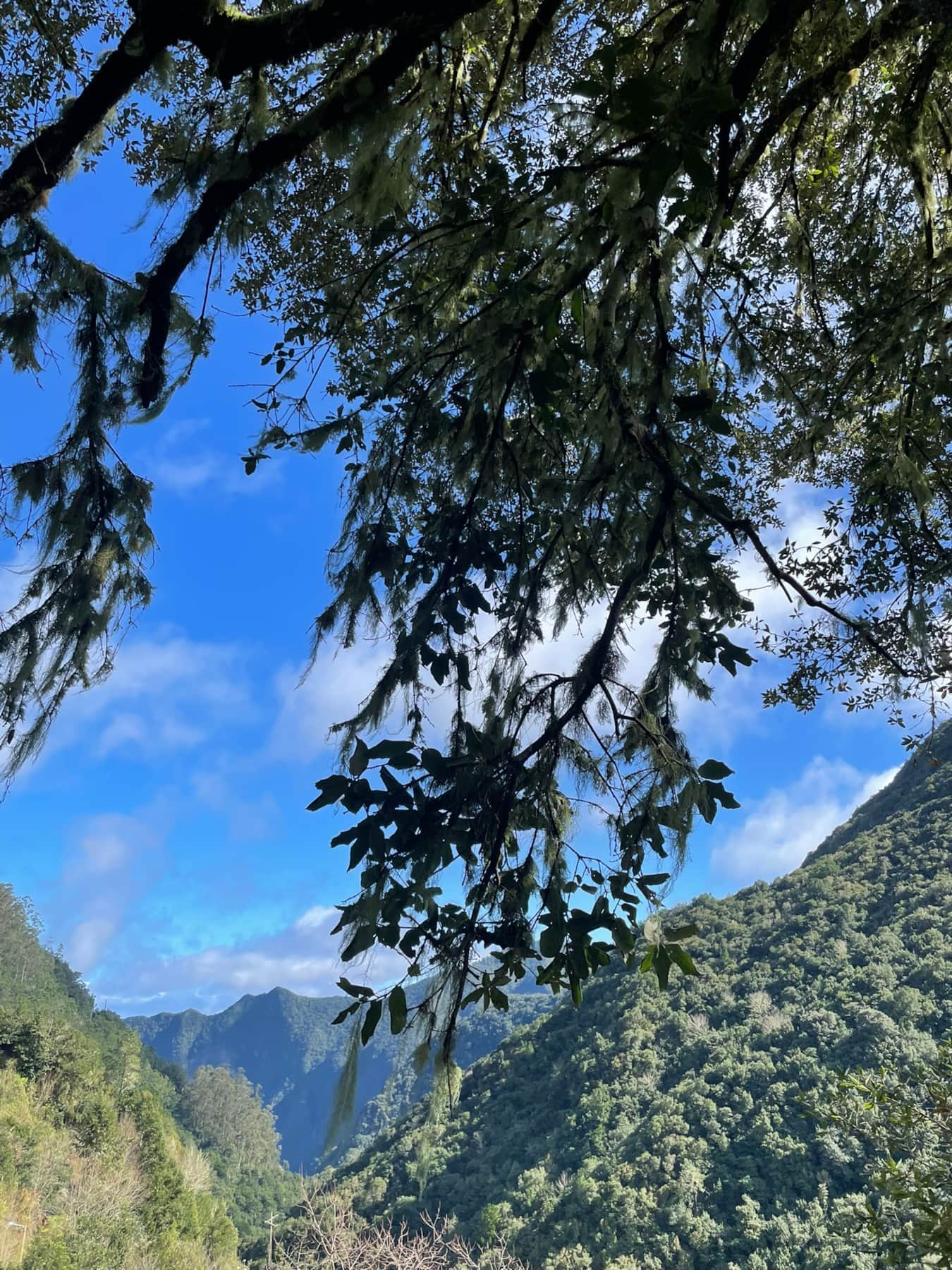 Summer on Madeira