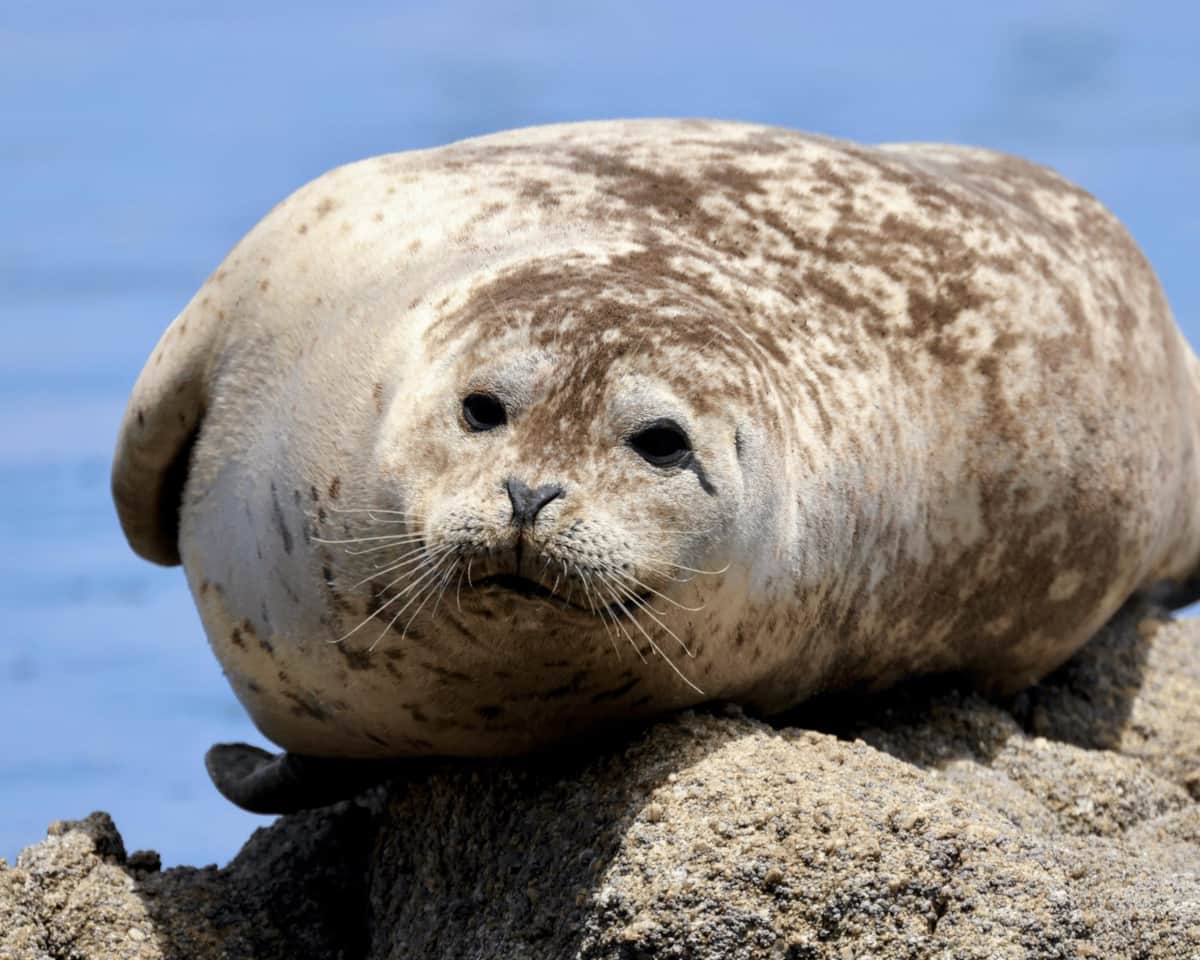 A grey seal in the water off the Sound