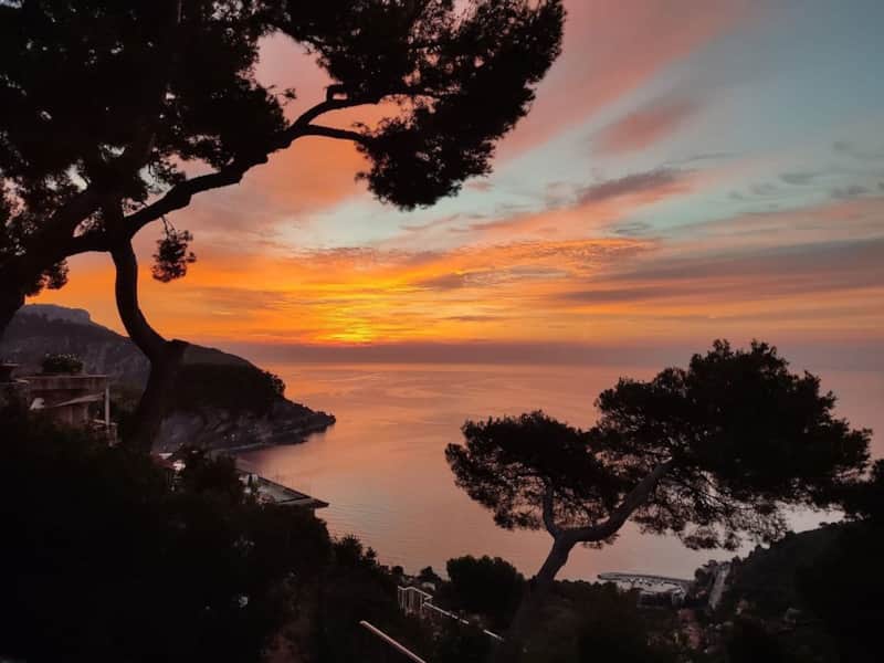 Sunset seen through the umbrella pines from the property
