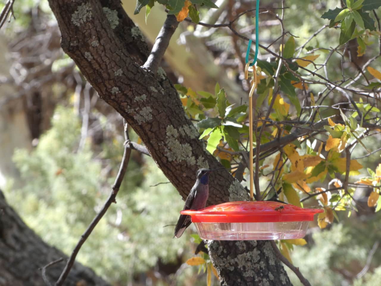 Blue Throated Mountain Gem Hummingbird