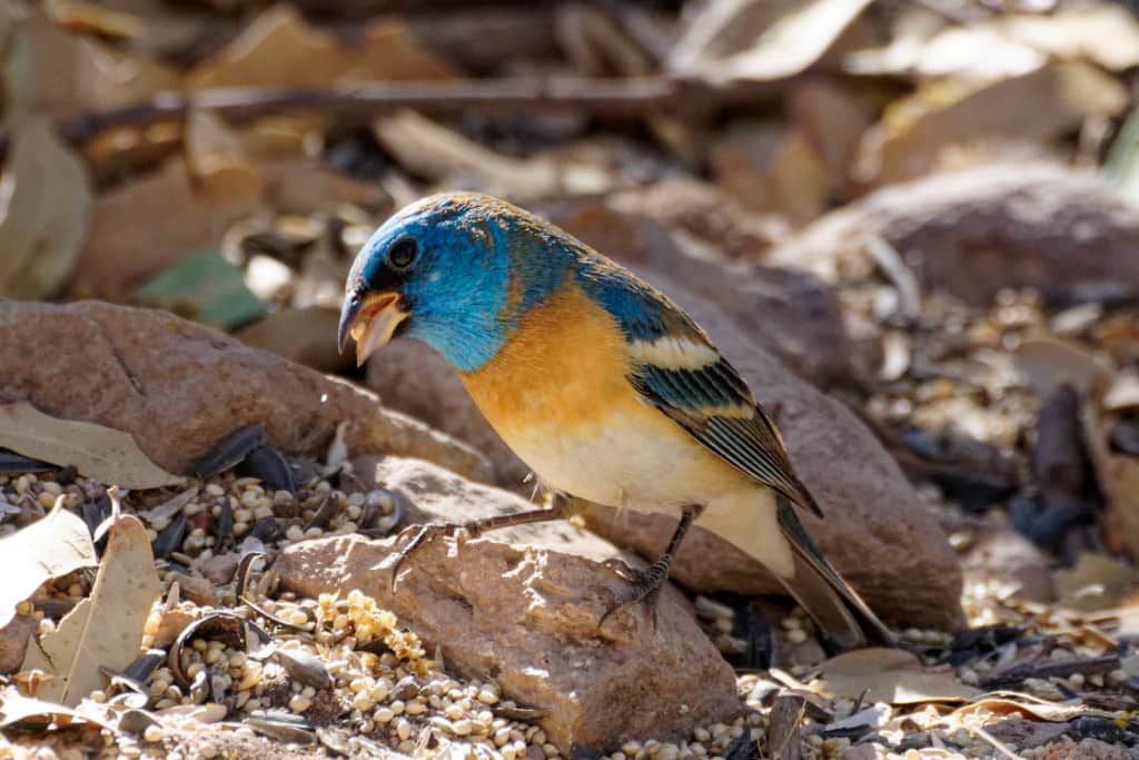 Lazuli Bunting