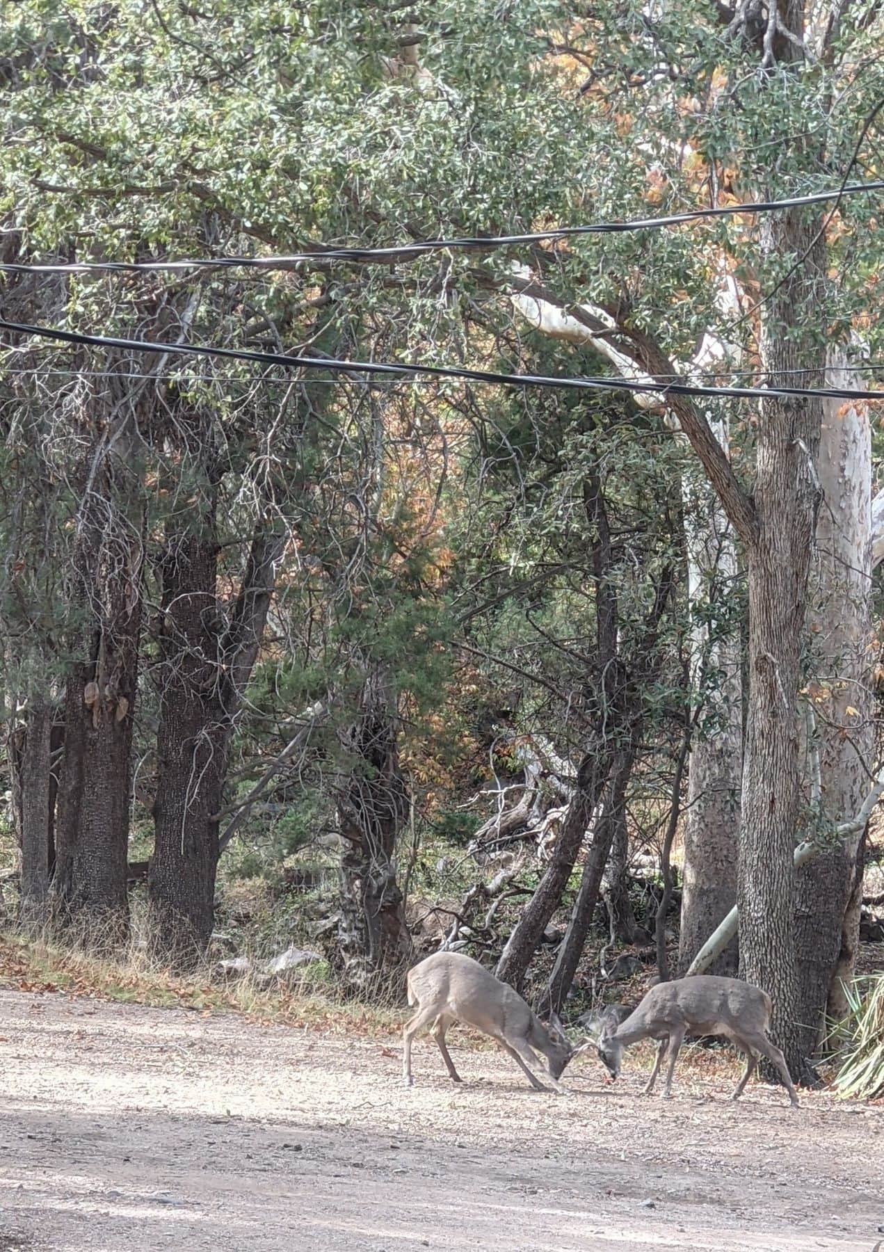 Coues Whitetail Deer