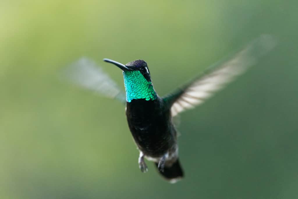 Rivoli Hummingbird.  Also known as the Magnificent Hummingbird starting in the 1980s but now it is back being called the Rivoli, is a large hummingbird that is aptly named for its eye-catching plumage. The species is one of numerous hummingbird species that are endemic to southern Arizona.  It was named the Rivoli Hummingbird to honor the Duke of Rivoli.  There are lots of these to enjoy at Ramsey Canyon Cabins.