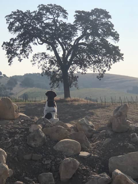 One of the farm dogs relaxing and recharging