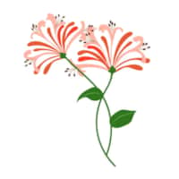 60 Honeysuckle