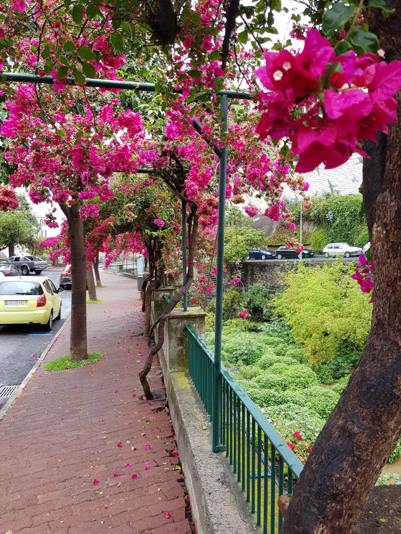 Bougainvillea paths in Ponta do Sol—where Madeira blooms in every step.jpg